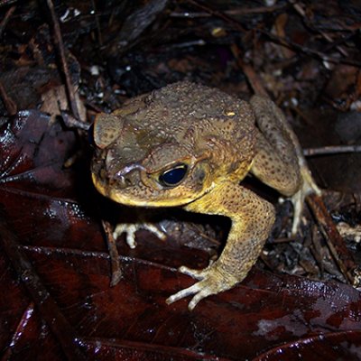 cane toad